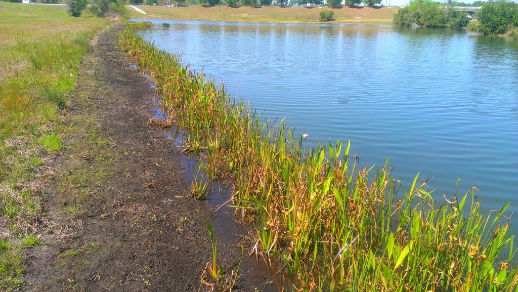 Littoral Planting Post Treatment