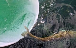 Florida Waterways stocking grass carp