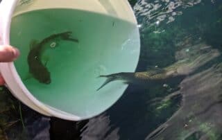 Florida Waterways stocking triploid grass carp