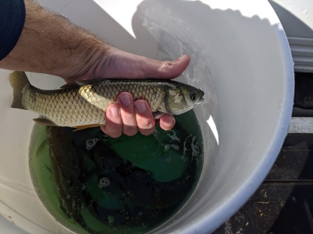 Florida Waterways stocking grass carp